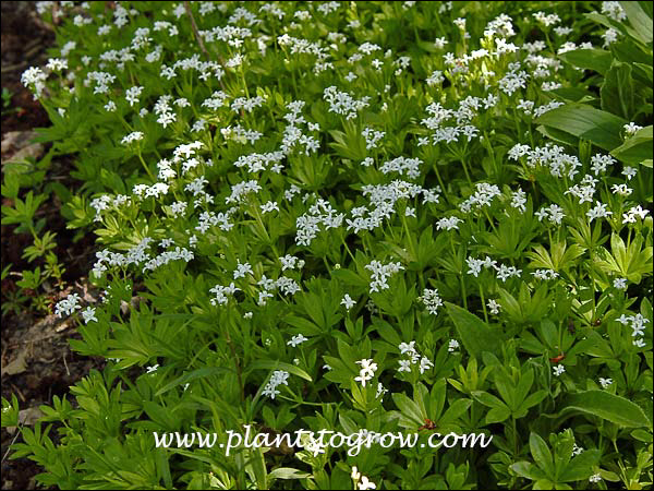 Sweet Woodruff growing in the shade. The first (May 24th).